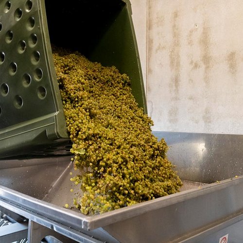 Die geernteten Trauben auf dem Weg in die Weinkelter (Nathalie Zimmermann Fotografie)