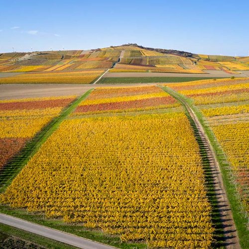 Weingut Becker Landgraf – Der Petersberg in seiner herbstlichen Pracht (Nathalie Zimmermann Fotografie)